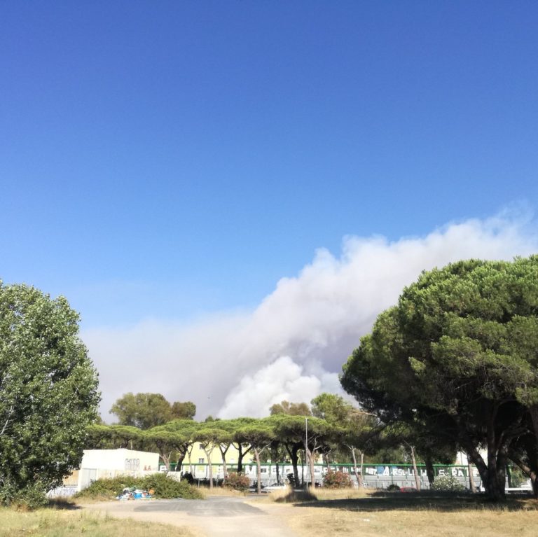 Roma: incendio nella pineta di Ostia, Acque Rosse e Castel Fusano oggi